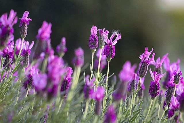 Lavender aroma